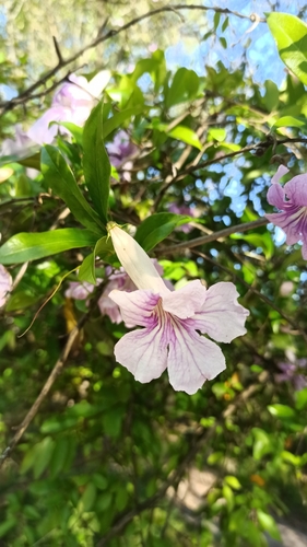 Bignonia callistegioides