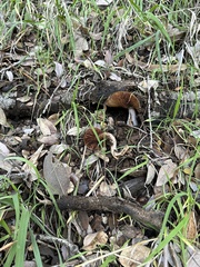 Cortinarius ohlone