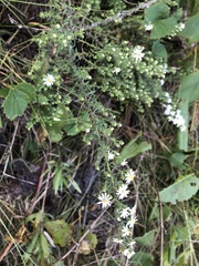 Symphyotrichum ericoides ericoides