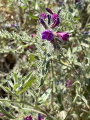 Echium sabulicola decipiens