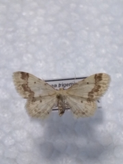 Idaea trigeminata