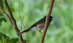 Symposiachrus trivirgatus