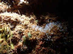 Pycnoclavella