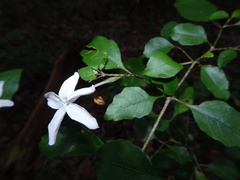 Pseuderanthemum repandum