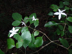 Pseuderanthemum repandum
