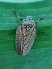 Mahanarva