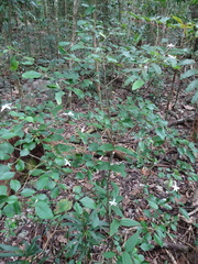 Pseuderanthemum repandum
