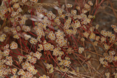 Trachymene cyanopetala