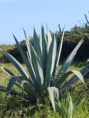 Asparagaceae