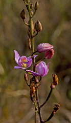 Bletia purpurea