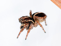 Attulus monstrabilis