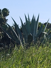 Asparagaceae