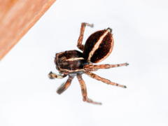 Attulus monstrabilis