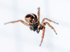 Attulus monstrabilis