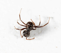 Dolichoderus thoracicus