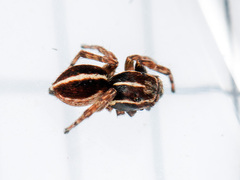 Attulus monstrabilis