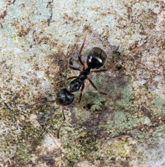 Dolichoderus thoracicus