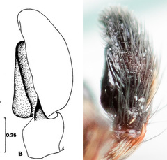 Attulus monstrabilis