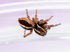 Attulus monstrabilis