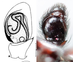Attulus monstrabilis