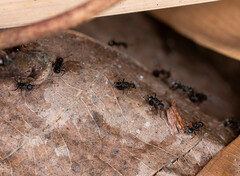 Dolichoderus thoracicus