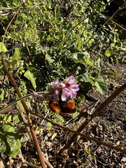 Bombus dahlbomii
