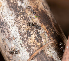 Dolichoderus thoracicus