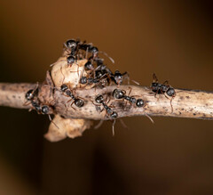 Dolichoderus thoracicus