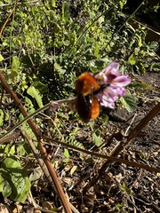 Bombus dahlbomii
