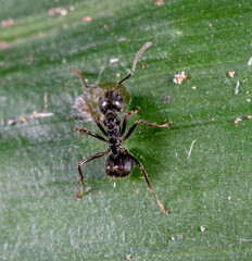 Dolichoderus thoracicus
