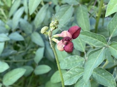 Macroptilium lathyroides