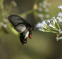 Pachliopta pandiyana