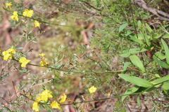 Goodenia decurrens