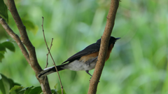 Symposiachrus trivirgatus