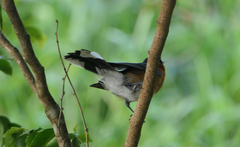 Symposiachrus trivirgatus