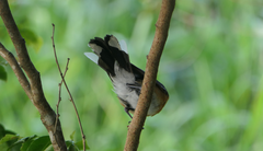 Symposiachrus trivirgatus