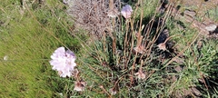 Armeria welwitschii