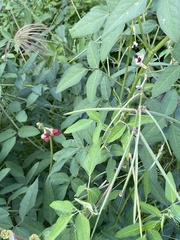 Macroptilium lathyroides