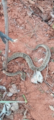 Bothrops marmoratus