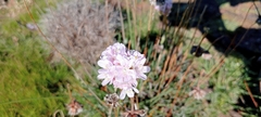Armeria welwitschii