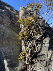 Mycosphaerella colorata