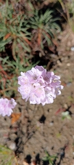 Armeria welwitschii