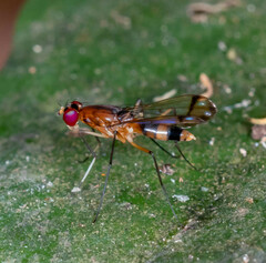Rainieria