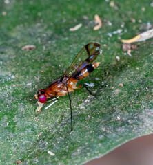 Rainieria