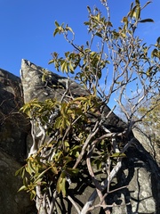 Mycosphaerella colorata