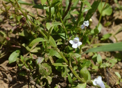 Lindernia