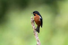 Diglossa brunneiventris