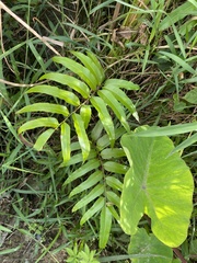 Stenochlaena palustris