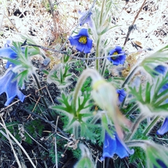 Pulsatilla ambigua