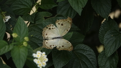 Protogoniomorpha parhassus